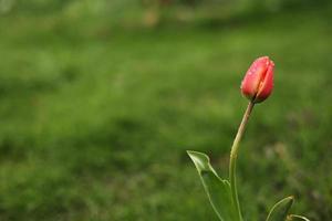 one red tulip grows against the green grass background. take care of the flowers. plant and home gardening. seasonal spring April and May beautiful flowers photo