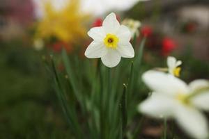 close up view of beautiful white and yellow flowers of daffodils narcissus and red tulips growing in home garden. spring plants blowing by wind photo