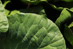 el repollo crece en el jardín. agricultura. alimentos sanos y saludables para los humanos. el cultivo de la col. cabeza de repollo verde en alimentos vegetales orgánicos de granja casera foto