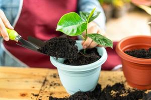 las amas de casa plantan plantas en macetas como pasatiempo. plantar arboles en el interior de la casa foto