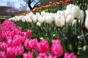 Various colorful tulips are blooming in the garden during the spring. tulip festival photo