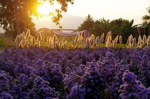 purple cosmos flower field photo