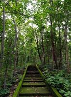 stairs in the forest photo