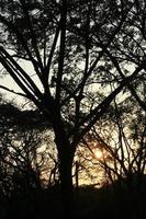 puesta de sol detrás de la sombra negra de un gran árbol. foto