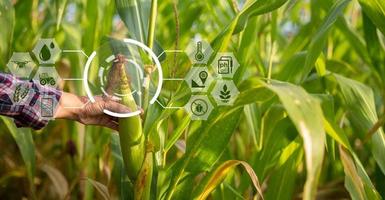 Farmer in corn field using digital tablet for smart farming. Innovation technology for smart farm system, Agriculture management. Concept of smart farming modern agricultural business. photo