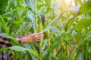 Farmer in corn field using digital tablet for smart farming. Innovation technology for smart farm system, Agriculture management. Concept of smart farming modern agricultural business. photo