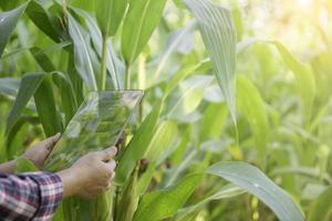 Farmer in corn field using digital tablet for smart farming. Innovation technology for smart farm system, Agriculture management. Concept of smart farming modern agricultural business. photo