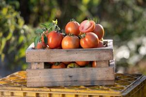 Farmers harvesting tomatoes in wooden boxes with green leaves and flowers. Fresh tomatoes still life isolated on tomato farm background, organic farming top view photo