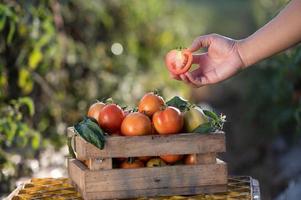 Farmers harvesting tomatoes in wooden boxes with green leaves and flowers. Fresh tomatoes still life isolated on tomato farm background, organic farming top view