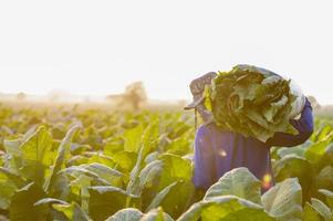 Agriculture harvesting tobacco leaves in the harvest season Senior farmer collects tobacco leaves Farmers are growing tobacco in the tobacco fields growing in Thailand Vietnam photo