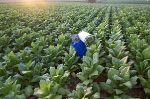 agricultura cosechando hojas de tabaco en la temporada de cosecha granjero mayor recoge hojas de tabaco los agricultores están cultivando tabaco en los campos de tabaco que crecen en tailandia vietnam foto