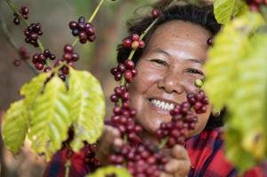 Arabica coffee berries by asian farmer hands Robusta and Arabica coffee berries by hand of Asian farmer Gia Lai, Vietnam photo