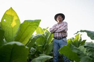 An experienced and confident senior farmer stands in a tobacco plantation. Portrait of a senior agronomist in a tobacco plantation photo