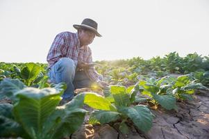 concepto de agricultor senior hombre inteligente que usa un teléfono inteligente en una plantación de tabaco aplicación de la luz del atardecer de la tecnología moderna en la agricultura del tabaco foto