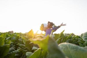 Agriculture harvesting tobacco leaves in the harvest season Senior farmer collects tobacco leaves Farmers are growing tobacco in the tobacco fields growing in Thailand Vietnam photo