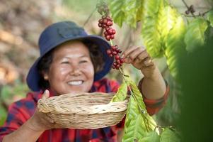 bayas de café arábica de manos de un agricultor asiático robusta y bayas de café arábica de la mano de un agricultor asiático gia lai, vietnam foto