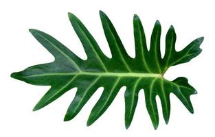 Green leaves pattern,leaf  philodendron xanadu isolated on white background,include clipping path photo