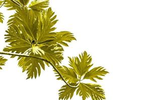 el patrón del árbol del pan verde se hace dorado por concepto de naturaleza, hoja tropical con espacio de copia aislado en fondo blanco foto
