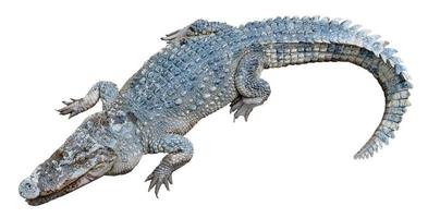 crocodile isolated on white background photo