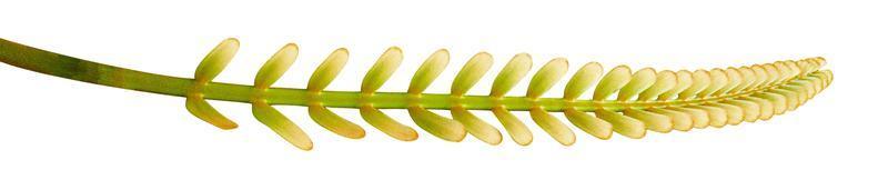 Green leaves pattern,leaf tree isolated on white background,include clipping path photo
