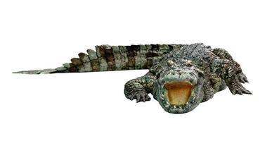 crocodile isolated on white background photo