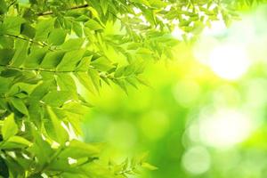 Green leaves pattern for summer or spring season concept,leaf with bokeh textured background photo