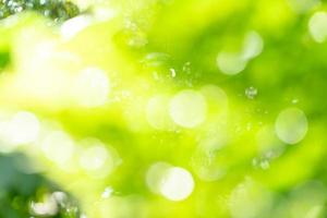 natural green bokeh abstract background,blurred textured photo