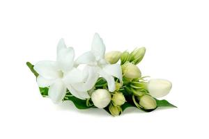 Jasmine flower isolated on white background ,include clipping path photo