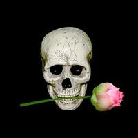 Human skull and pink lotus flower in mouth hole isolated on black background for halloween day photo