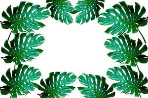 patrón de hojas de monstera verde para el concepto de naturaleza,hoja tropical aislada sobre fondo blanco foto
