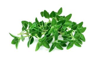 fresh thyme or Lemon thyme leaf isolated on a white background ,Green leaves pattern photo