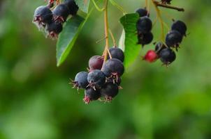 Irga bush with black berries photo