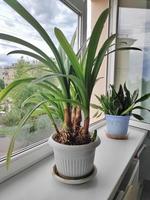 homemade flowers on the windowsill photo