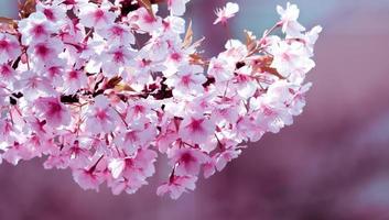 Soft pastel color ,Cherry Blossom Sakura full bloom  beautiful on pink background a spring day photo