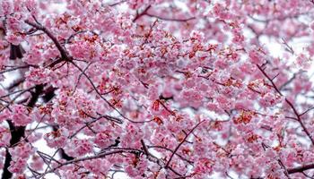 Soft pastel color,Beautiful cherry blossom Sakura blooming with fading into pastel pink sakura flower,full bloom a spring season in japan photo