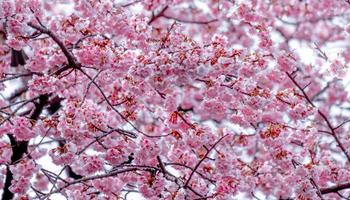 color pastel suave, hermosa flor de cerezo sakura floreciendo con desvanecimiento en flor de sakura rosa pastel, plena floración una temporada de primavera en Japón foto