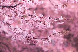 color pastel suave, hermosa flor de cerezo sakura floreciendo con desvanecimiento en flor de sakura rosa pastel, plena floración una temporada de primavera en Japón foto