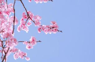 Cherry blossom Sakura pink flower against blue sky In the morning, photo