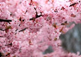 Soft pastel color,Beautiful cherry blossom Sakura blooming with fading into pastel pink sakura flower,full bloom a spring season in japan photo