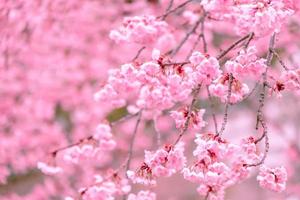 Soft pastel color,Beautiful cherry blossom Sakura blooming with fading into pastel pink sakura flower,full bloom a spring season in japan photo
