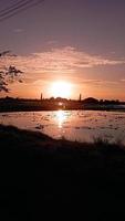 vista del atardecer del campo de arroz foto