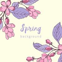 Spring background with violet and pink cherry flowers, banner. vector