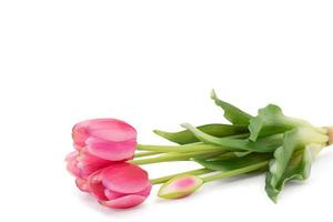 los tulipanes rosas con hojas verdes yacen sobre un fondo blanco aislado. días festivos, día internacional de la mujer, día de la madre, cumpleaños, 8 de marzo. espacio de copia foto