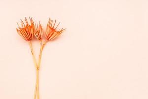 few dried flowers on pink background close up photo