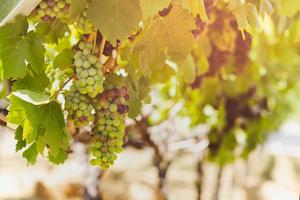 Young green grapes hang on the branches of the vine. photo