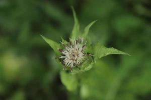 Single thistle blooming in a summer meadow. Green pattern. Macro. Unfocused. photo