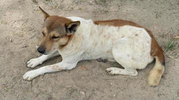 Dog of Thailand white with brown color. Sitting alone on the ground. photo