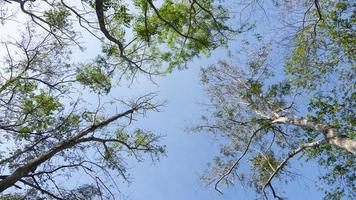 View under trees branches and leaves from tall trees. Under the blue sky. photo