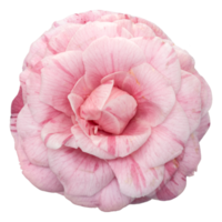 Pink camellia flower isolated png