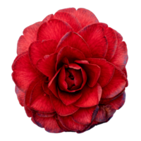 Red camellia flower isolated png